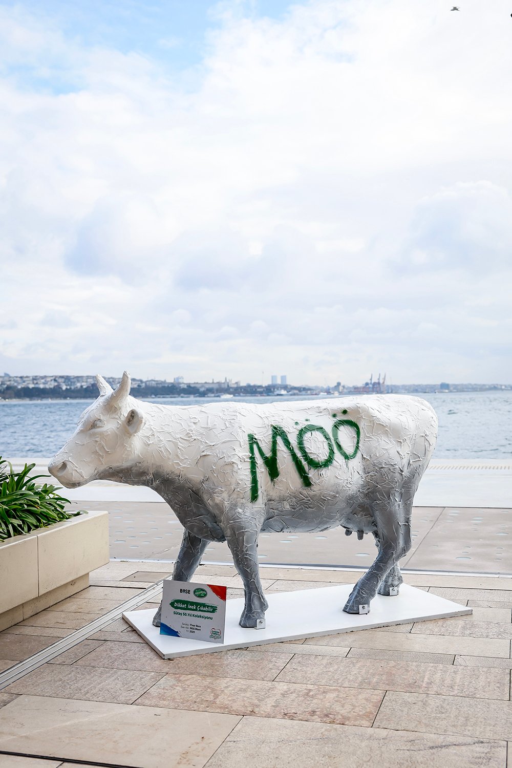 Dikkat İnek Çıkabilir