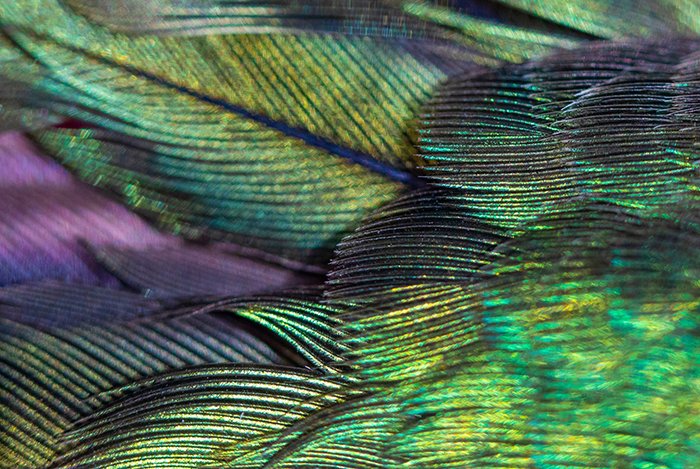 owRes hummingbird feathers